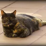 Feliza Гуйме